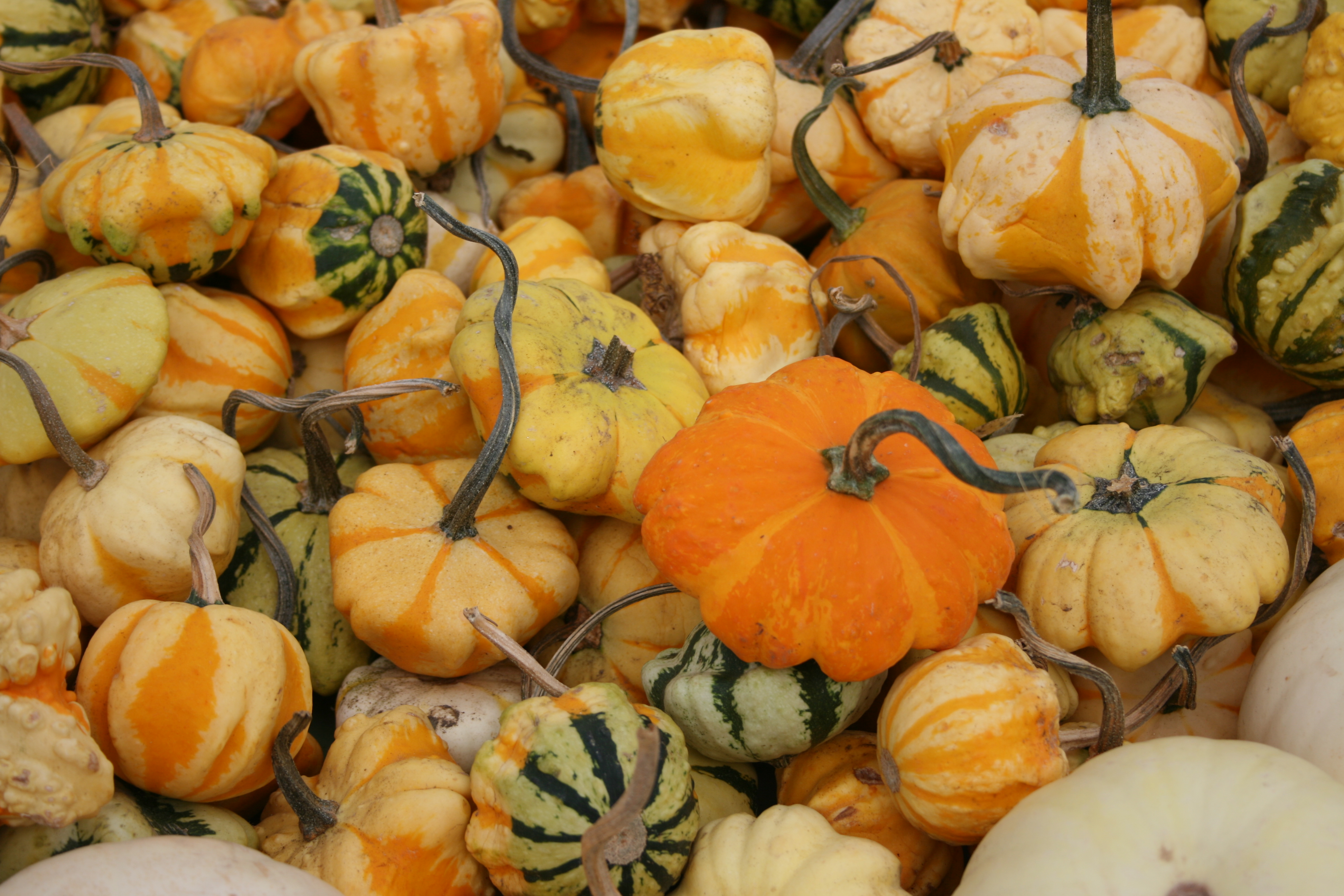 Gourds and mini pumpkins â A photo a day by me :)